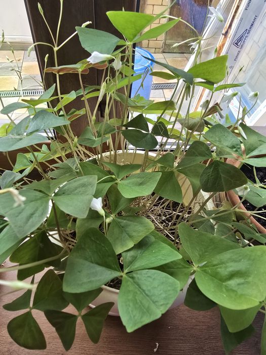 Продам комнатные цветы