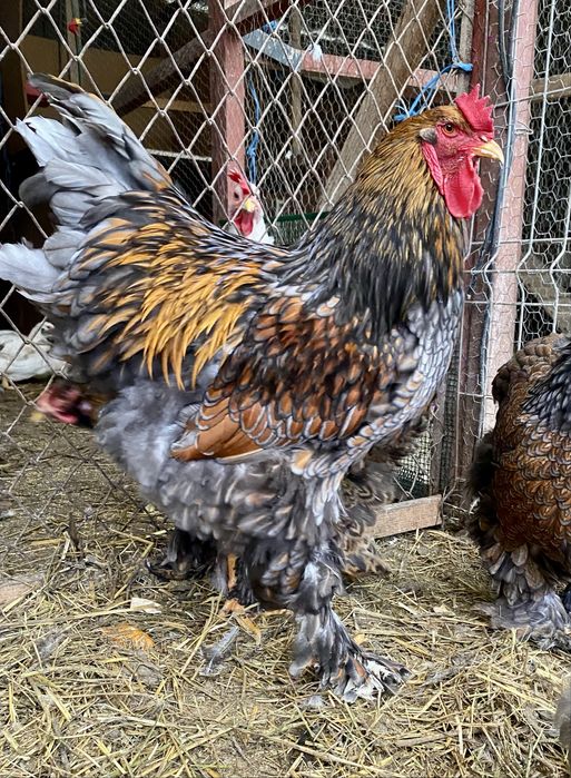 Ouă de vânzare pentru incubator Brahma Porțelan/Bobat și Orpington !