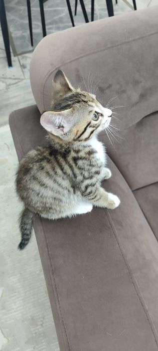 Котята бесплатно