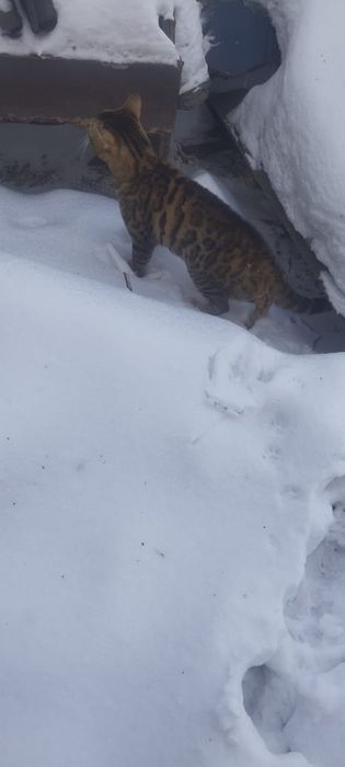 Продам бенгальского кота