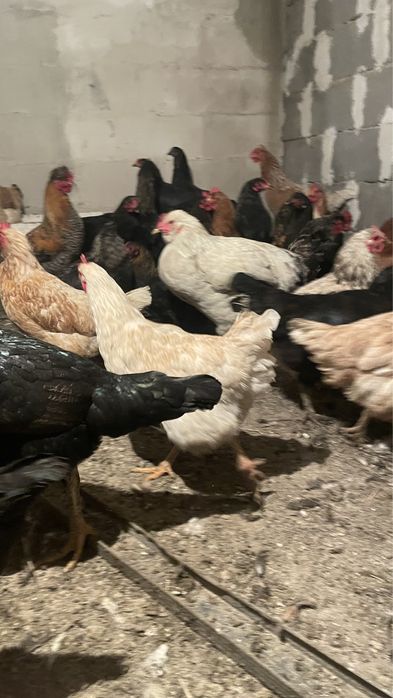 Продам молодые куры домашние