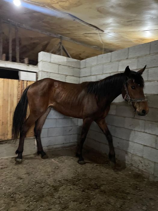 Продам кобылу, лошадь