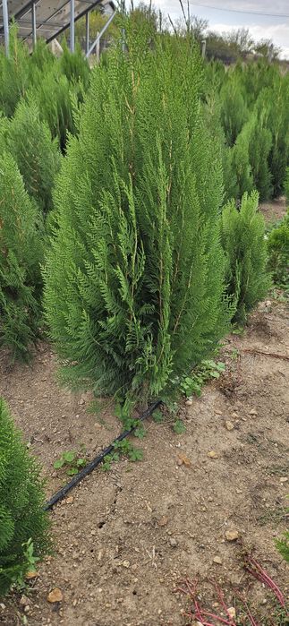 Туя източна ,смаракт 120-140 см.