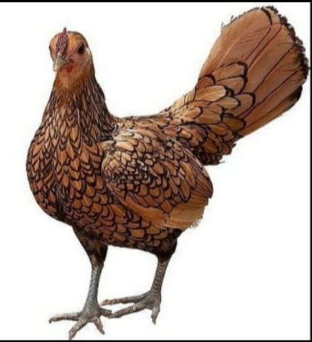 Сбраит карлик балпаны сатылады