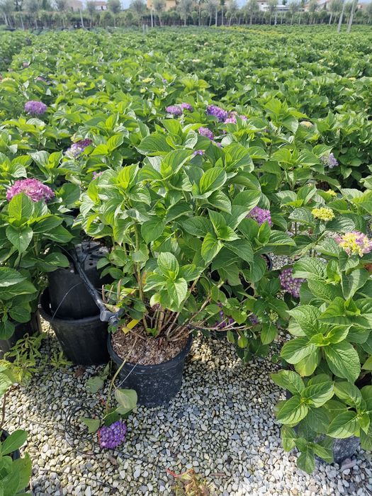 Vand hortensia hydragea