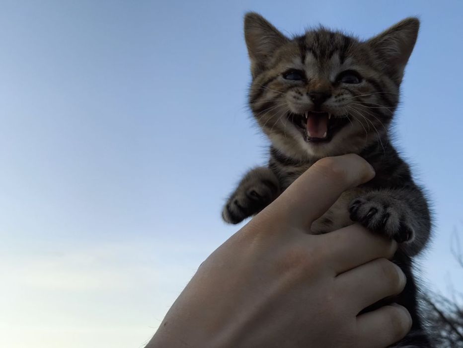 Котята в добрые руки