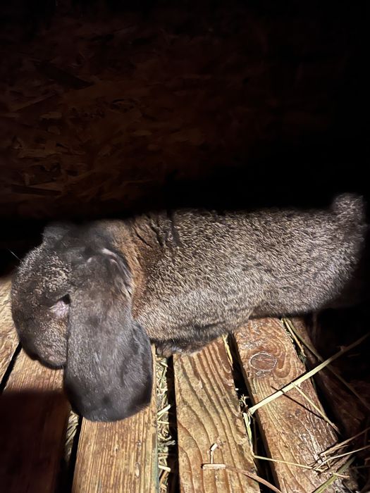 Schimb mascul Berbec German