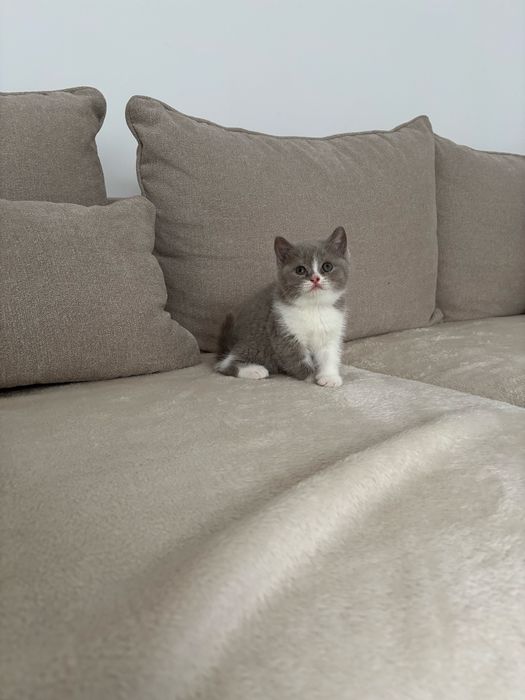 British shorthair
