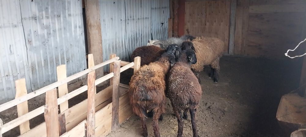 Семіз бағылған тоқтылар