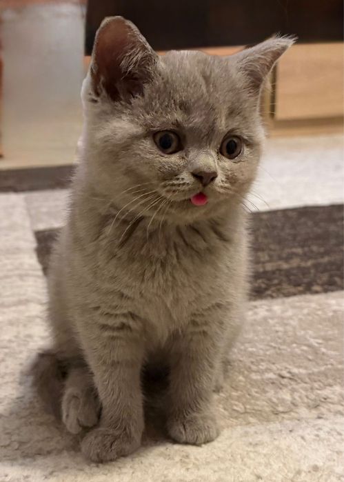 Британски Късокосмести Котенца