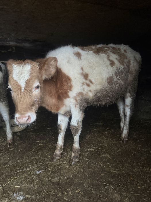 Продаются телочки