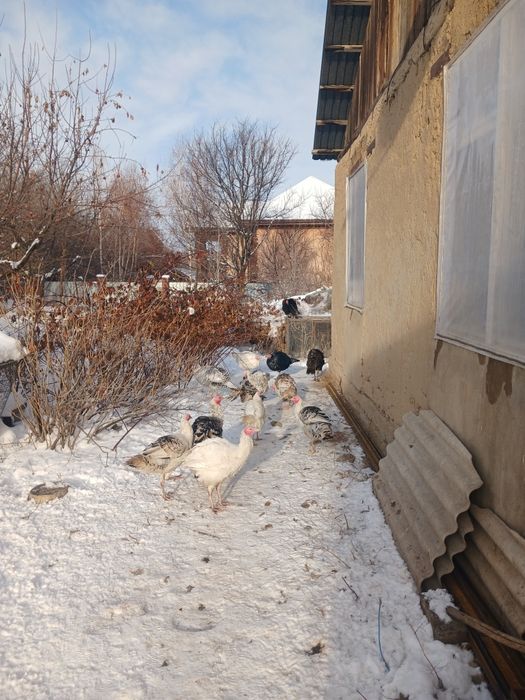 Птицы индюки и индюшки