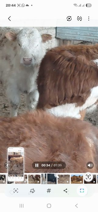 Буқалар сатылады