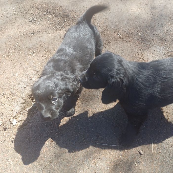 Отдам в добрые руки щенков девочек.
