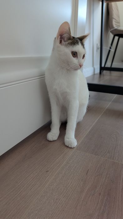 Котенок Девочка 4мес Милая Ласковая кошечка