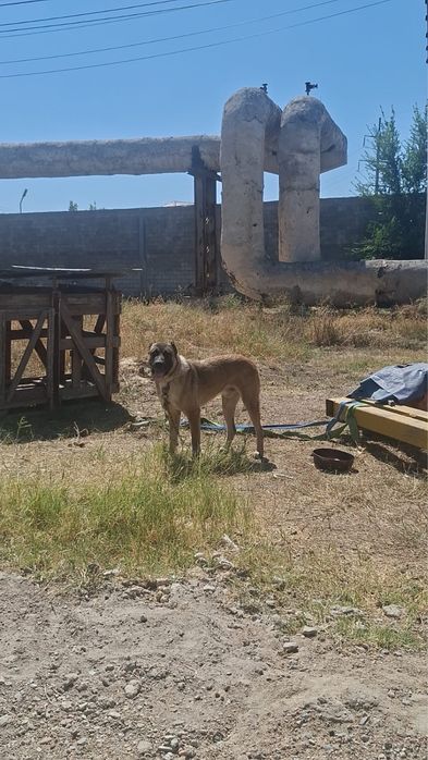 Продам алабай годовалый