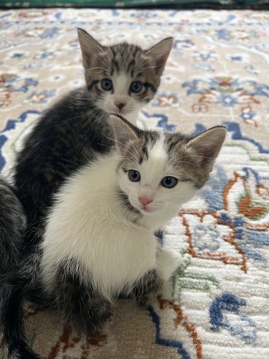 Котята отдам в хорошие руки
