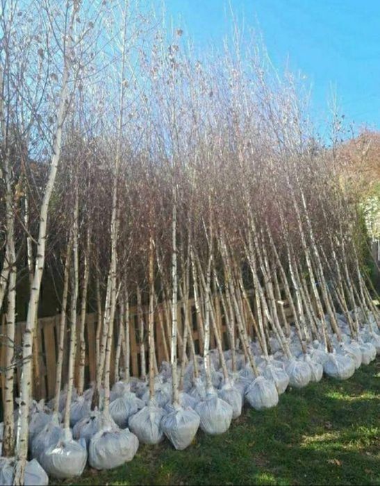 Vindem plante ornamentale copaci ornamentali prețuri acesibile transport gratuit ne deplasam în toată țara