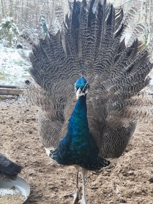 Пауни излюпени 2025