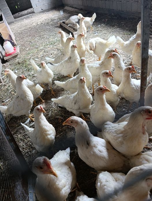 Продам кур несушик коралл