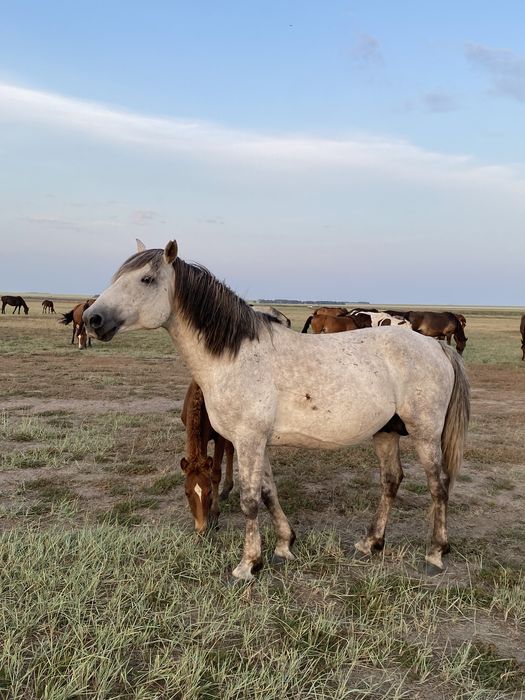 Айгыр сатылады 6 жасар