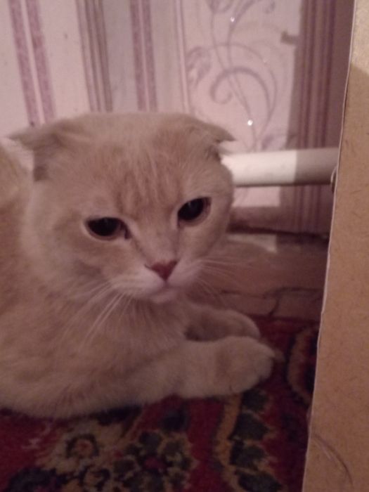 Шотландская вислоухая, Scottish Fold