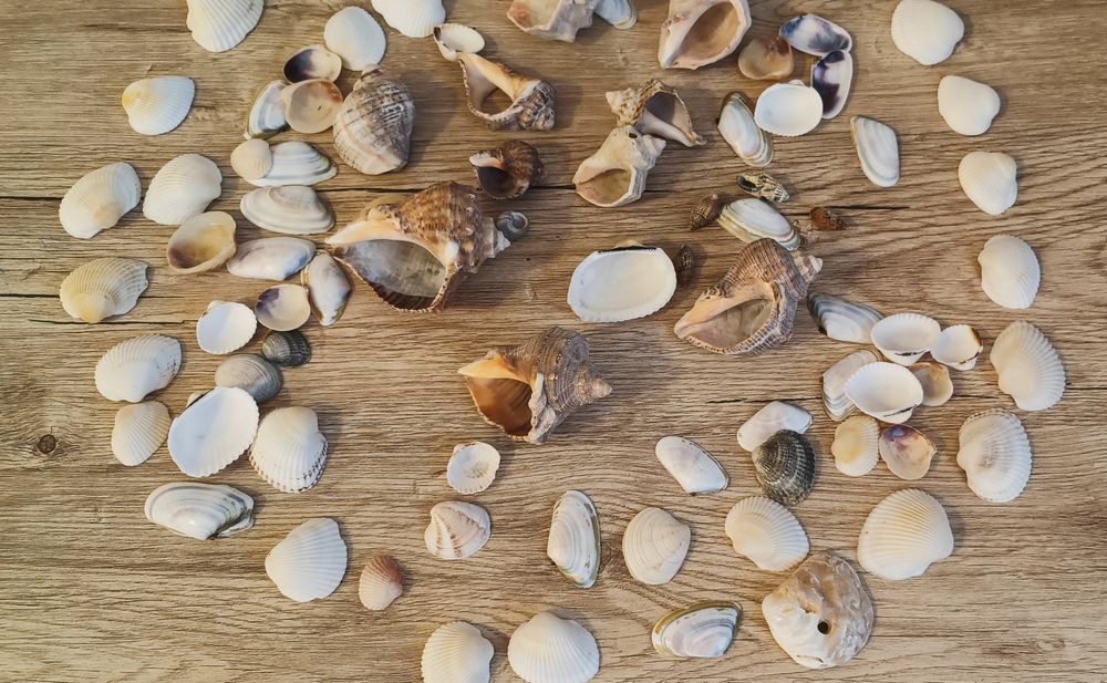 Scoici naturale pentru decor