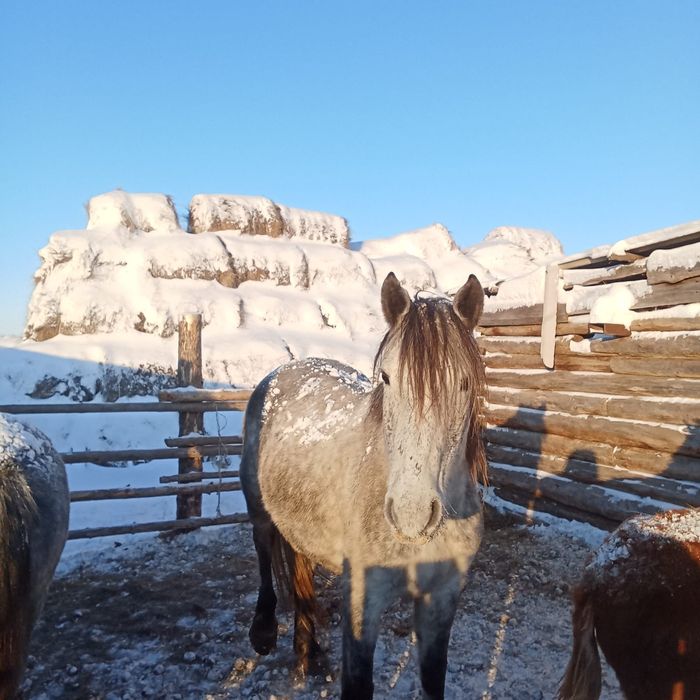 Продам кобылу крупная