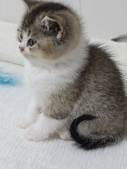 Britanskiy bikalor shinshilla