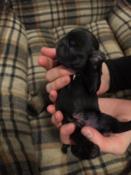 французский бульдог