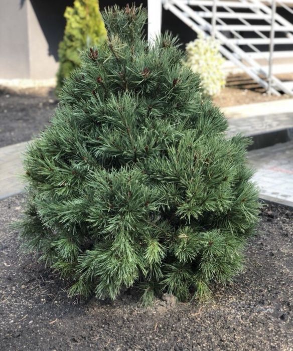 De la grădini mici la spații verzi mari – plante ornamentale sănătoase