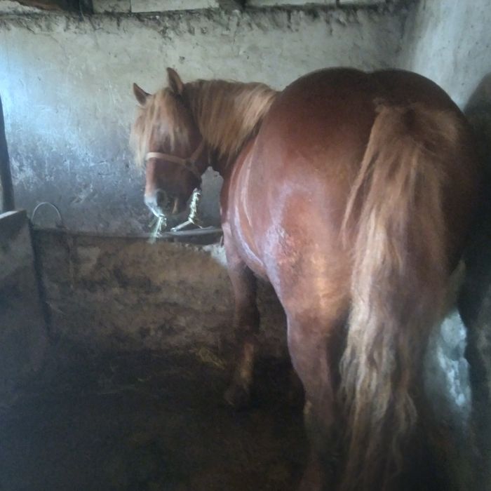 Mânz de 2 ani jumate