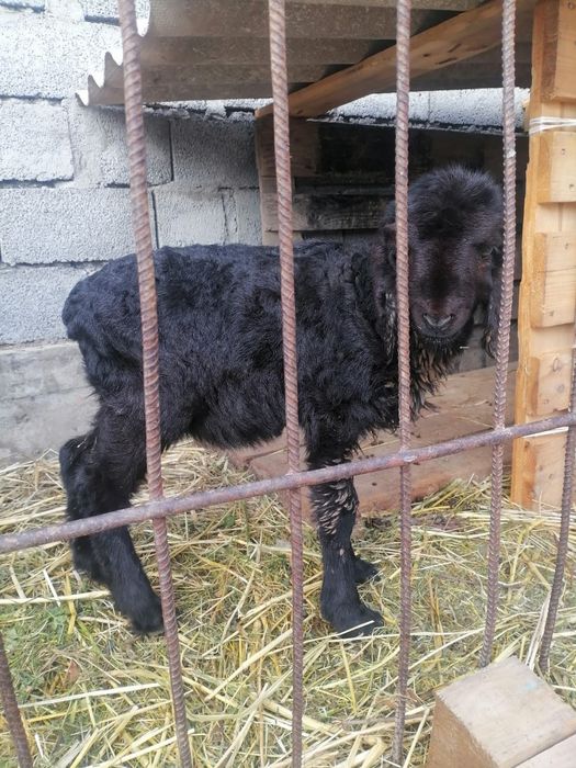 Осы қозы сатылады