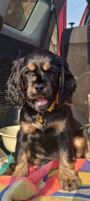 Щенки спаниэль 2 месяца