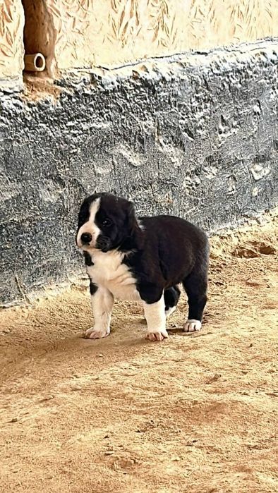 Продаже щенки тяжи