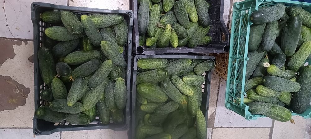 Огурцы домашние Кунгей 1.