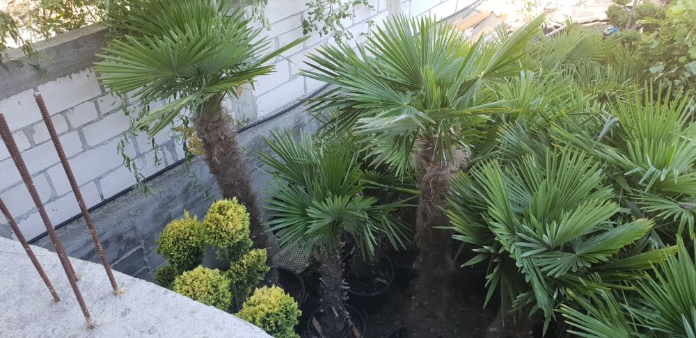 Vindem palmieri de mai multe dimensiuni ce rezistă la îngheț