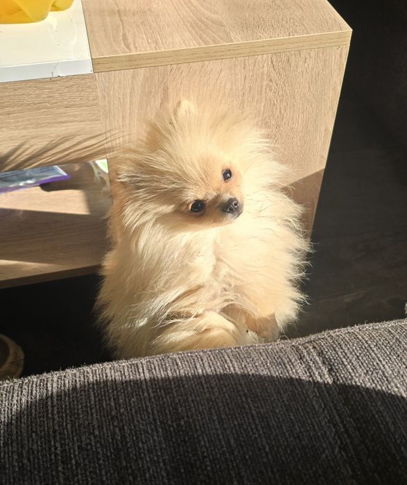 Спешно Продава се померанче на 5 месеца