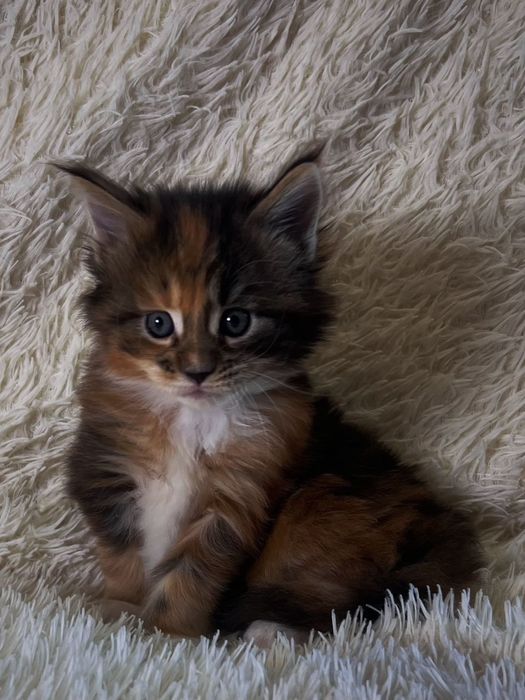 Котята мейн-куна с родословной