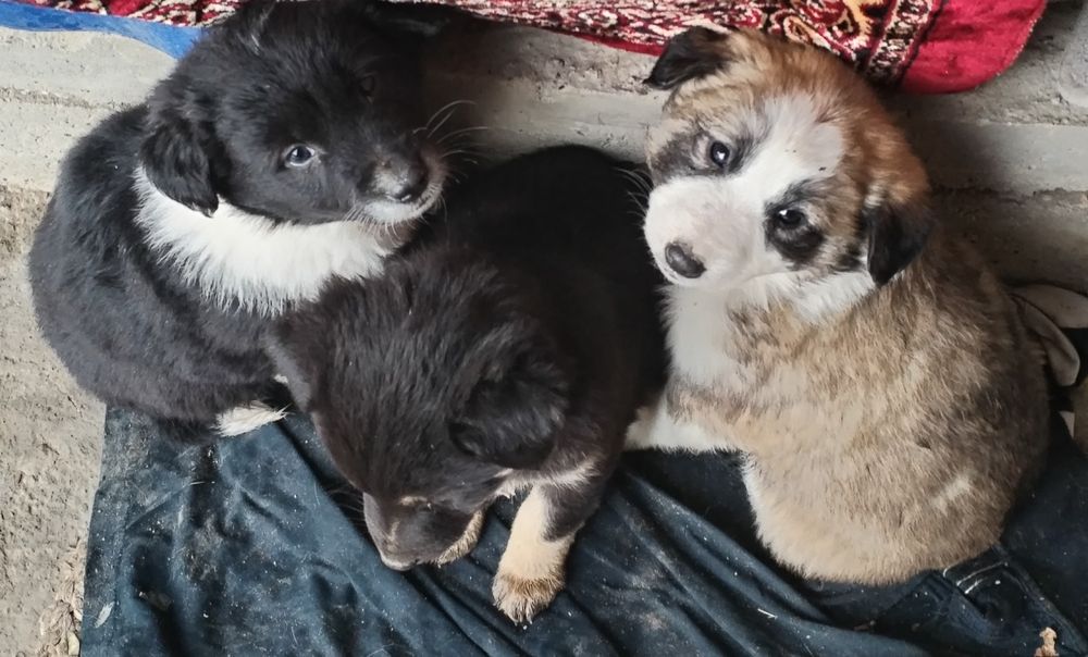 Щенки 1,5 месяца