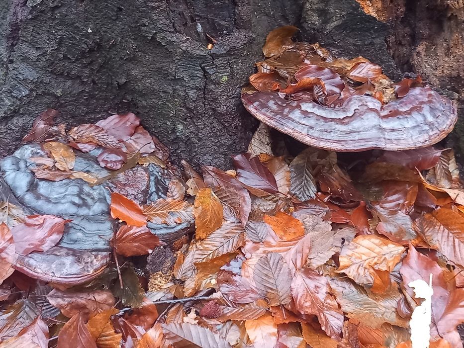 Ciuperca medicinala fomitopsis pinicola