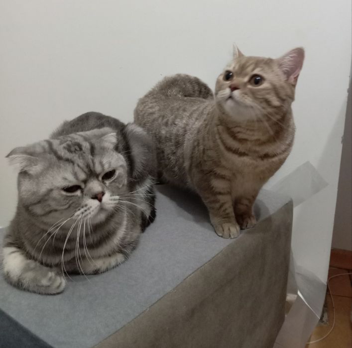 Продам британских котят.