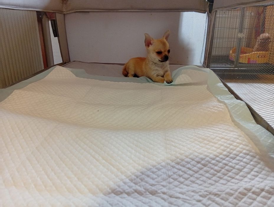 chihuahua mi ' Animale de companie ' OLX.ro