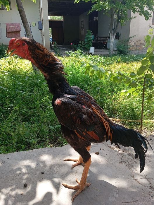 Brama va kulangi tovuqlar, kulangi xo'rozlar sotiladi