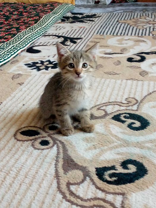 Пристраиваются котята — Мушукчалар берилади