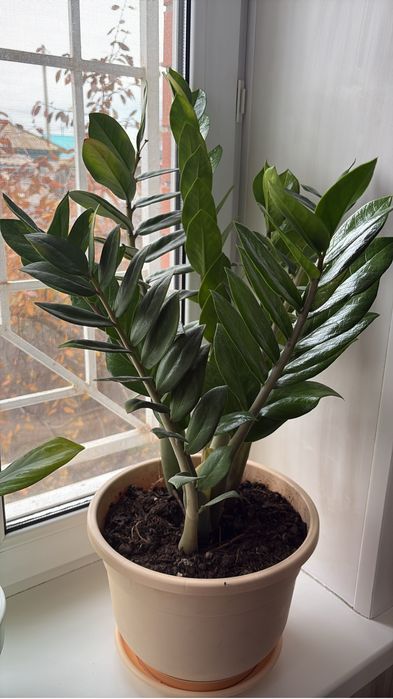 Долларовое дерево- замиакулькас