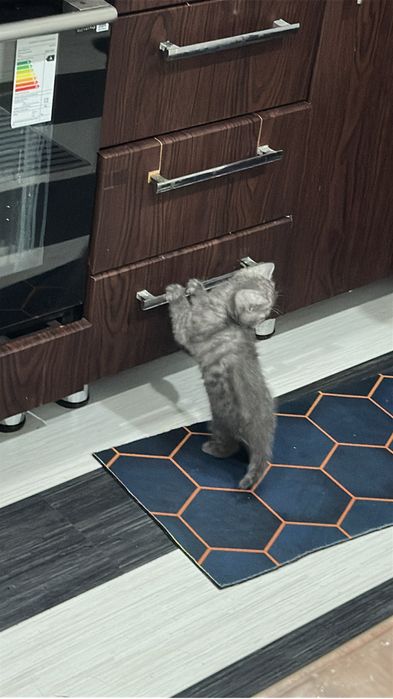 Шотландка чистокровная