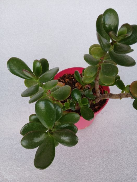 Дървото на живота