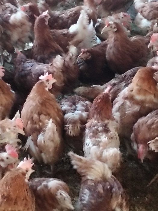 Gaini de ouat, tinere crescute la sol