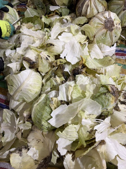 Листья капусты для скота
